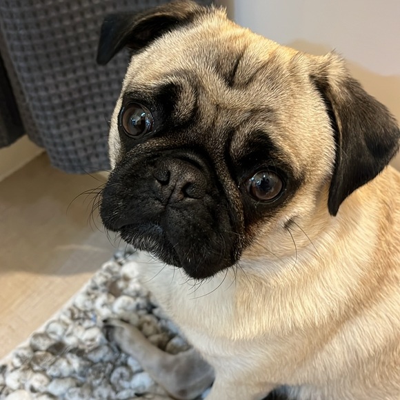 Meet your Posher, Nicole - Picture 2 of 2